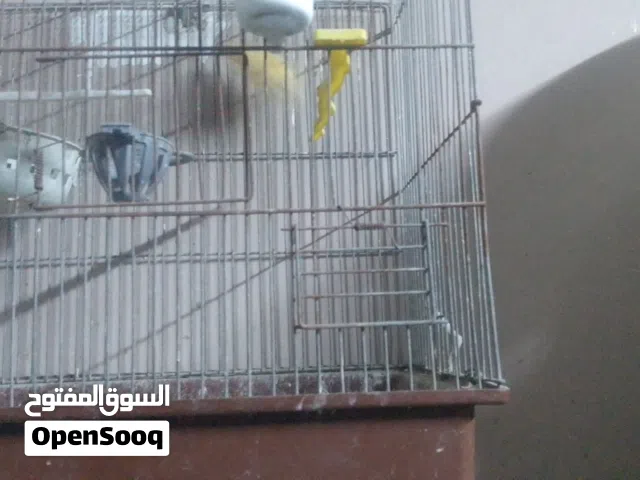 عصافير للبيع في إربد