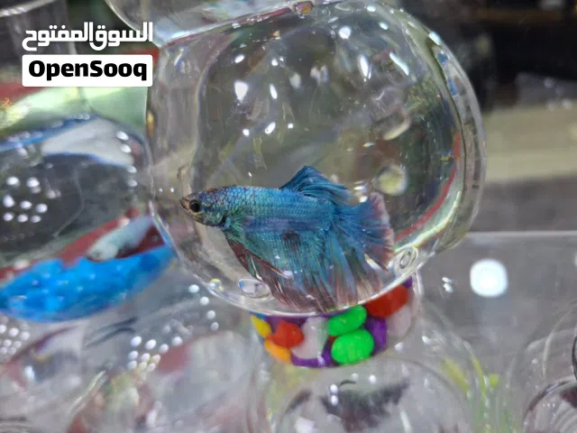 سمك زينة في العقبة