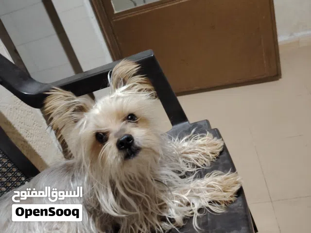 ذكر يورك شاير