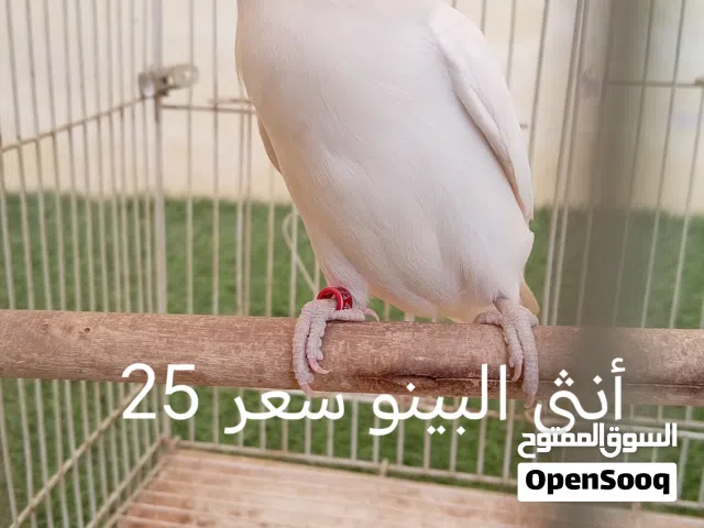 فيشر للبيع