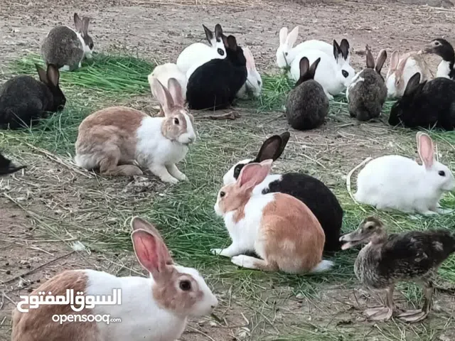 ارانب للبيع