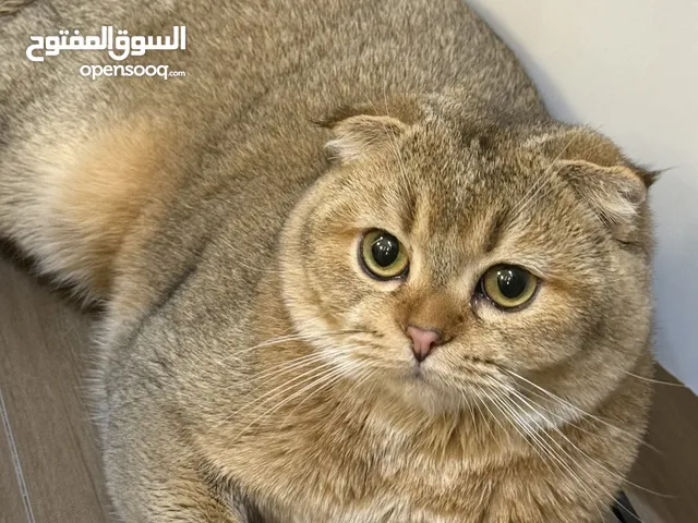 طلب للتزاوج أنثى