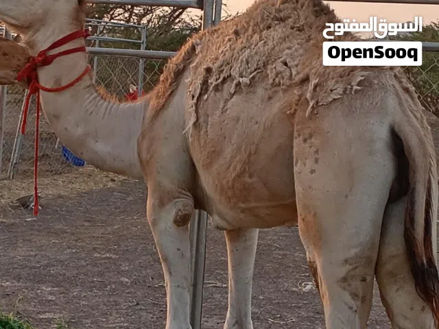للبيع قعود