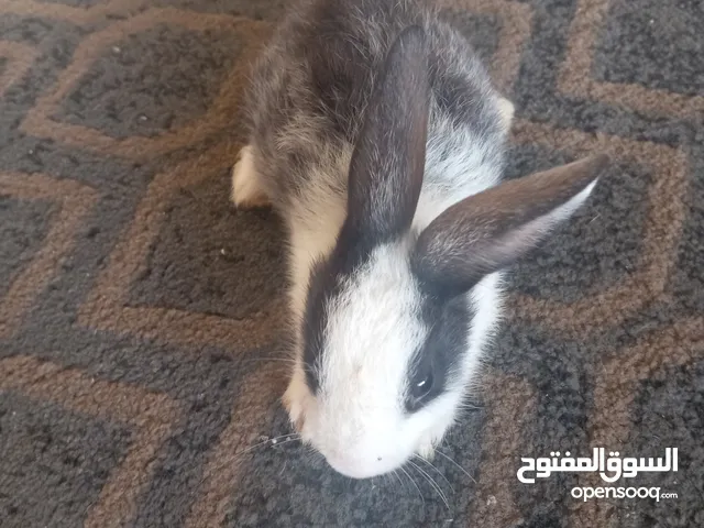 الحيوان هو الارنب