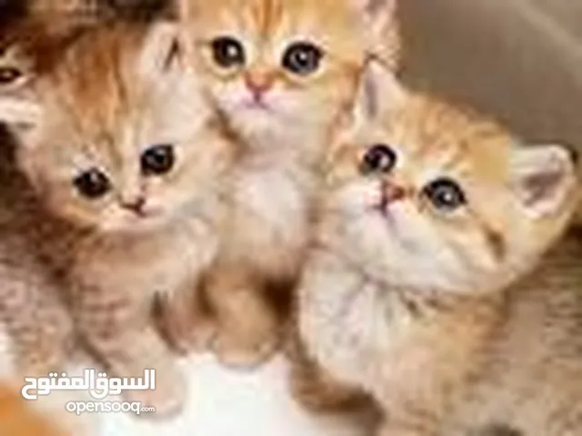 قطط حلوه وكيوت للبيع