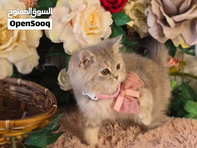 ذكور واناث