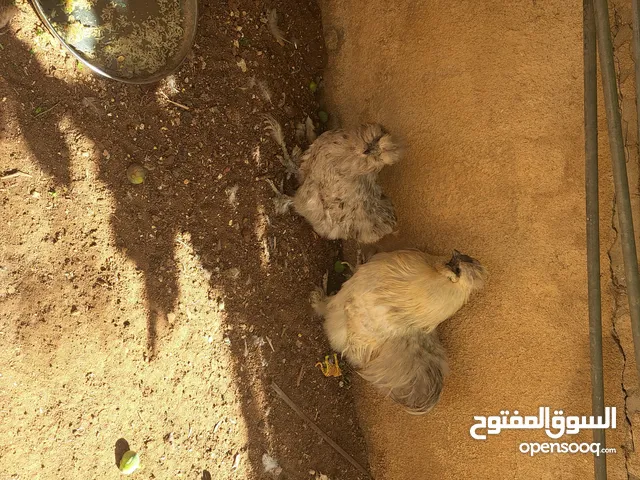 ديك ودجاجه مصوف