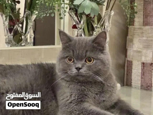 قط للبيع النوع جميل