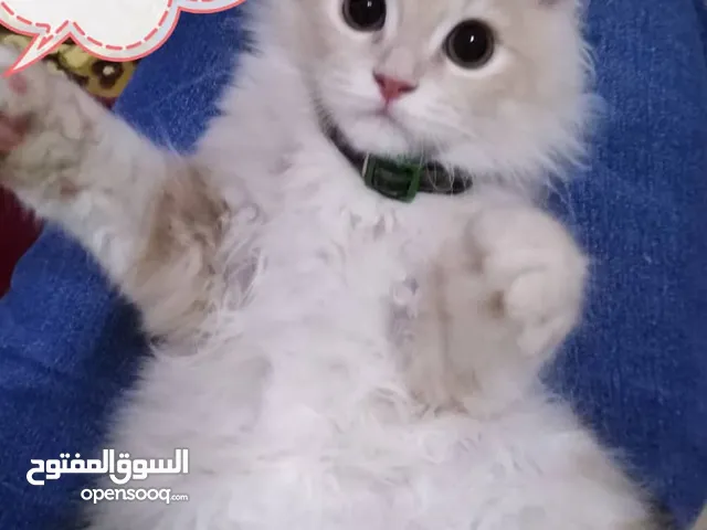 kittens are playful, cute, and extremely cute. For adoption.