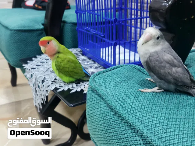 جوز عصافير مع القفص