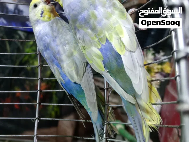 زوج طيور حب ريمبو خط اول