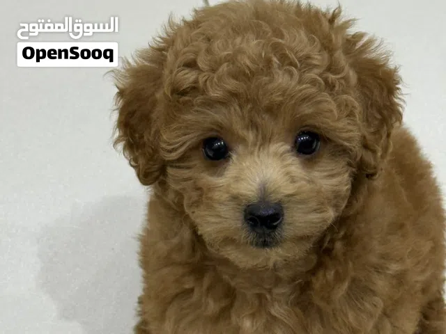 Toy poodle 4 months female pure