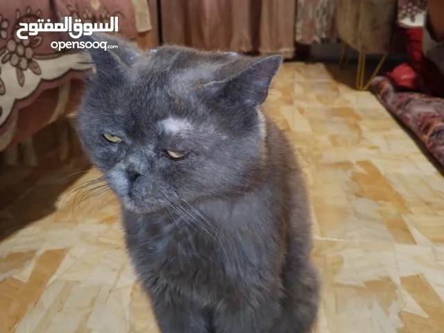 قطط للبيع عنوان الرمادي
