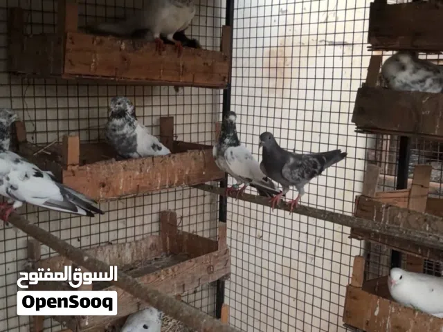 حمام بلدي و وحمام زينه شوف الوصف