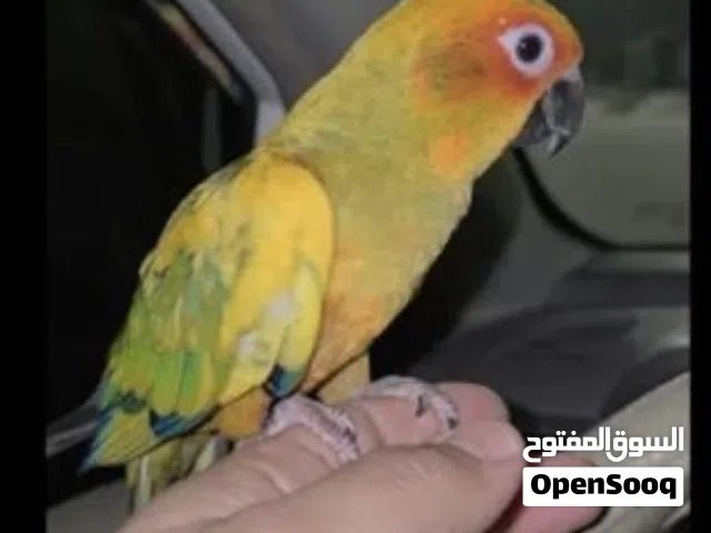 من كنيور اليف جداً بدون عض وطيران حر داخلي