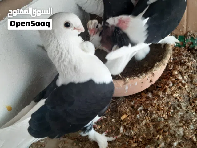 كوبية مصرية مفرخة