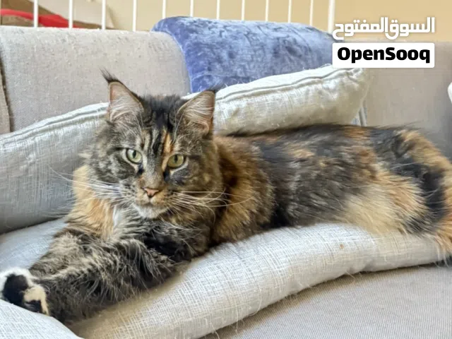 للبيع قطوة مين كون