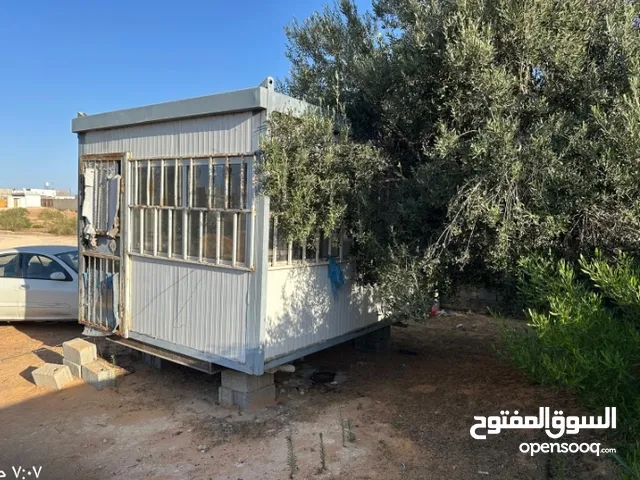 تريله نظيفه عظمها صحيح
