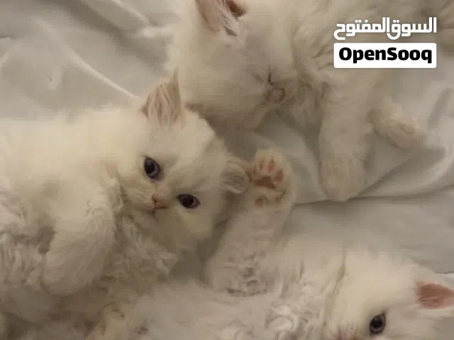 قطط إناث مكس هملايا و بيكي فيس