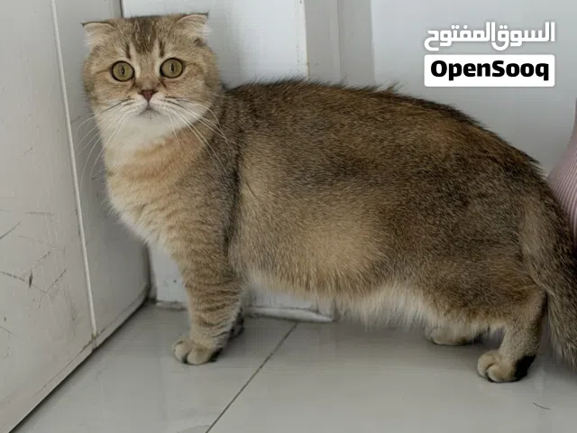اناث منتجات للبيع لأصحاب انتاج