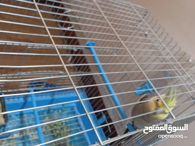 عصافير الكوكتيل ذكر بحاله ممتازه ونشيط جدا ما شاء الله تبارك الله اللي راح يشتريه كسبان فيه