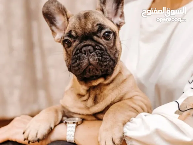 cute french bulldog