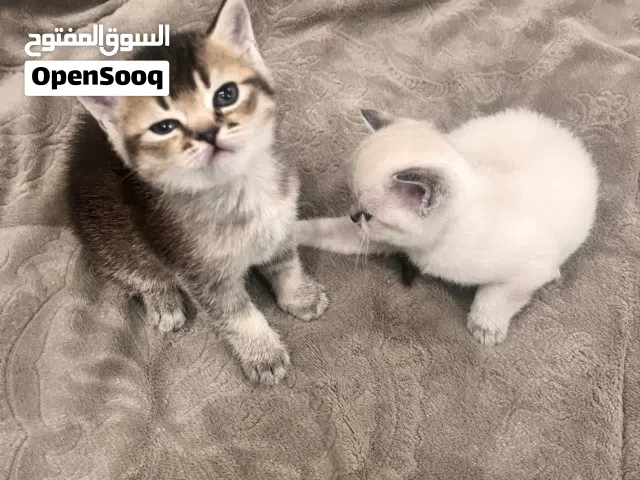 قطط ny25 جولد / سلفر