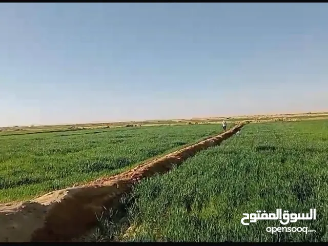 أرض زراعية للبيع في الوادي الجديد، جمهورية مصر بسعر منافس:
