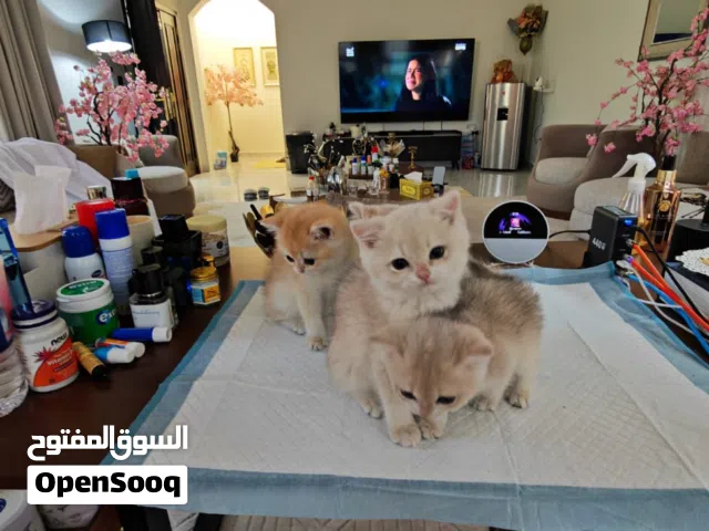 برتش قولدن شانشيلا قطط British Golden shanshila kitten