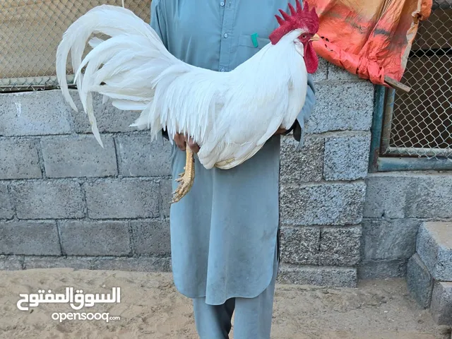 بيض مخصب للبيع للدجاج الزينه