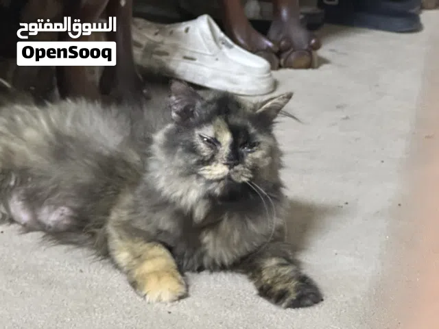 للبيع اربع سنورات