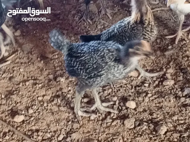 فراخ بلدي صحة ونظافة