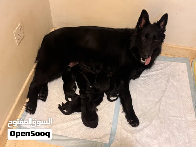 New litter black jacks pure breed