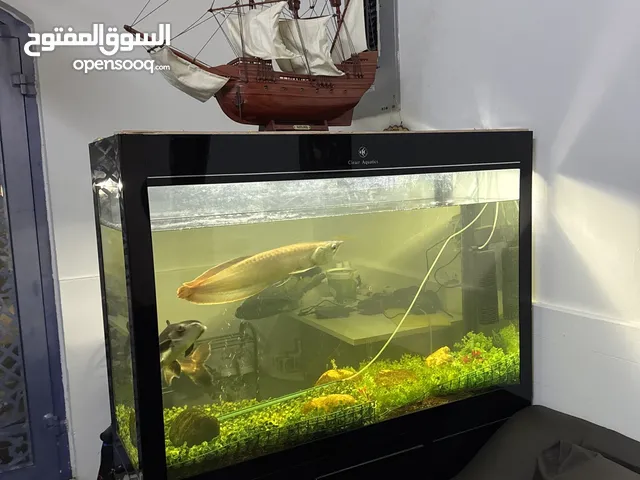 Aquarium and big fish 2