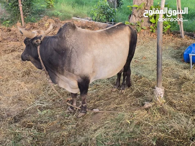 ثور محلي للبيع ..
