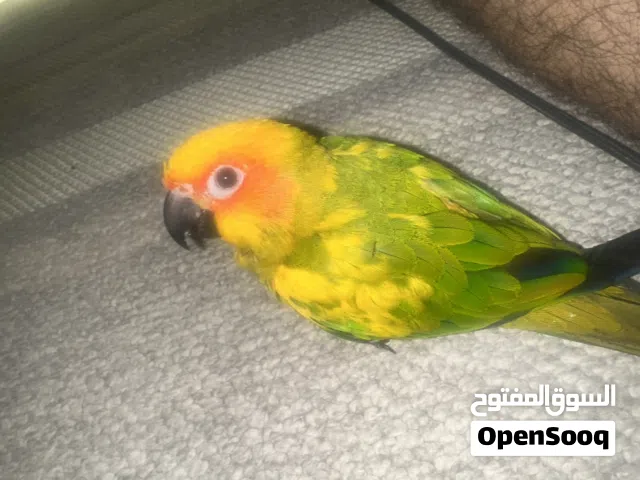 صن كنيور مدرب على الطيران حر خارجي!! ، العمر ثلاث شهور اليف و صحته فل الفل