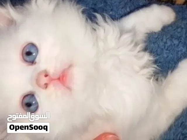 قط  توريكش انجرا