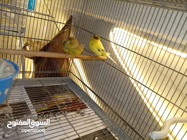 4 جواز كنار