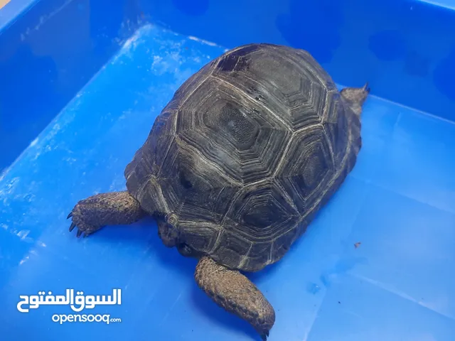aldabra 15 to 16 cm