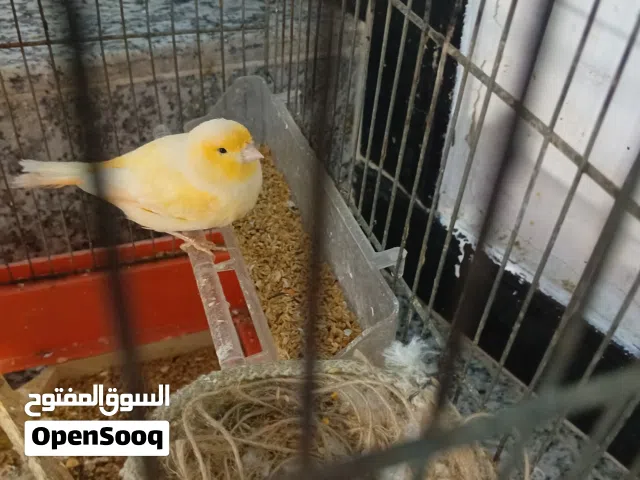 كناري نثيه جاهزه نظافة وصحه تمام السعر 25