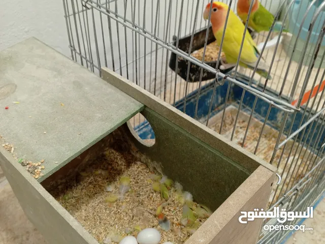 جوز روز اصفر تحتهم اربع بيضات للبيع