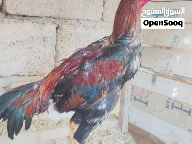 ديج هندي للبيع