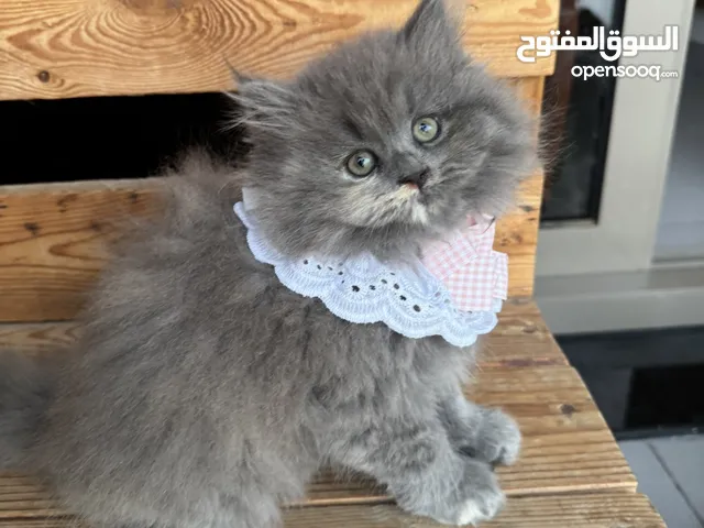 كيتين اناث نوع برتش ،، Female kittens two and a half months old litter-trained