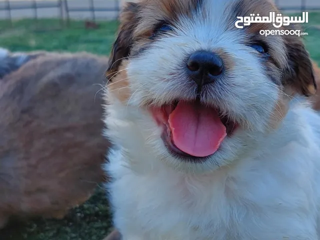 كلاب حجم صغير مابكبر