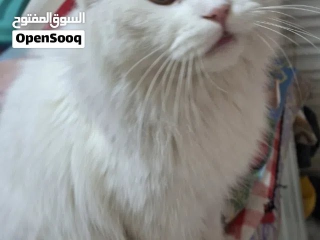 قط ذكر للتبنى طالب جواز