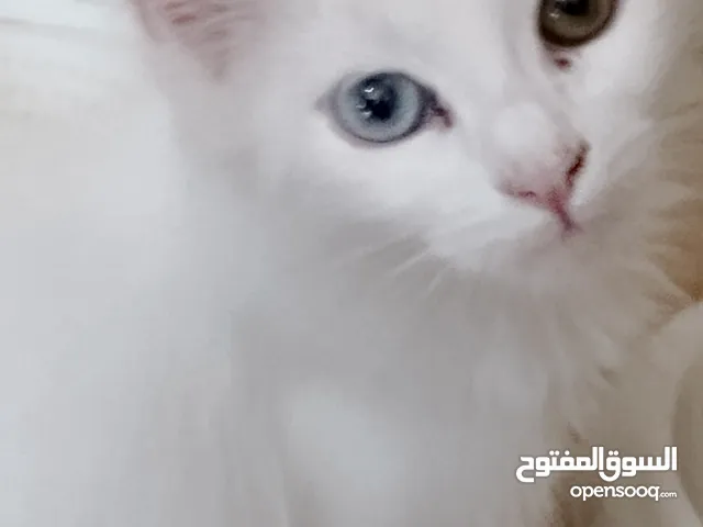 3 قطط الام حامل اولادها ال2 للبيع