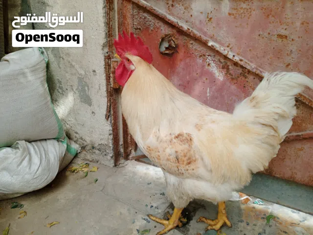 ديج  للبيع ضخم ابيض ربه