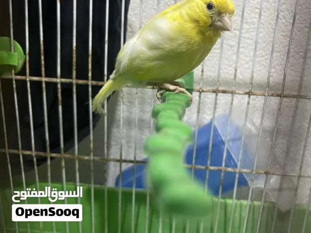 أنثى كناري للبيع