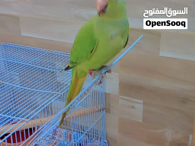 hand tamed parrot