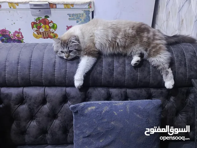 قط شيرازي عنوان بصره